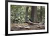 Western Jackdaws, Corvus Monedula, Standing on a Log and Feeding-Alex Saberi-Framed Photographic Print