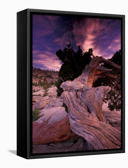 Western Juniper, Yosemite National Park, California, USA-Art Wolfe-Framed Stretched Canvas