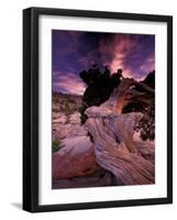 Western Juniper, Yosemite National Park, California, USA-Art Wolfe-Framed Photographic Print