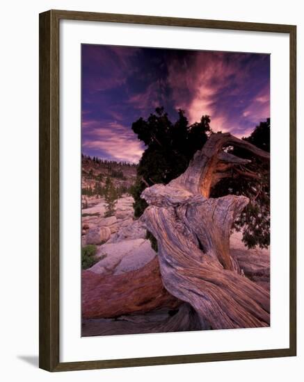 Western Juniper, Yosemite National Park, California, USA-Art Wolfe-Framed Photographic Print