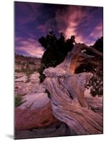 Western Juniper, Yosemite National Park, California, USA-Art Wolfe-Mounted Photographic Print