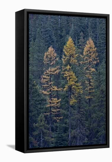 Western Larch (Larix Occidentalis) in the Fall-James-Framed Stretched Canvas