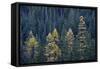 Western Larch (Larix Occidentalis) in the Fall-James-Framed Stretched Canvas