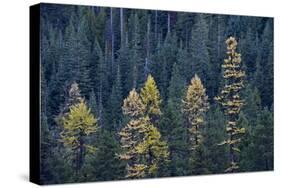 Western Larch (Larix Occidentalis) in the Fall-James-Stretched Canvas