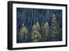 Western Larch (Larix Occidentalis) in the Fall-James-Framed Photographic Print