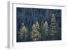 Western Larch (Larix Occidentalis) in the Fall-James-Framed Photographic Print