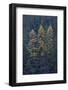 Western Larch (Larix Occidentalis) in the Fall-James-Framed Photographic Print