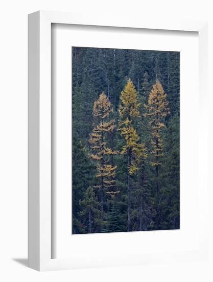 Western Larch (Larix Occidentalis) in the Fall-James-Framed Photographic Print