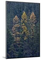 Western Larch (Larix Occidentalis) in the Fall-James-Mounted Photographic Print