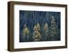 Western Larch (Larix Occidentalis) in the Fall-James-Framed Photographic Print