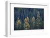 Western Larch (Larix Occidentalis) in the Fall-James-Framed Photographic Print