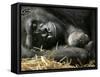 Western Lowland Gorilla, Cradles Her 3-Day Old Baby at the Franklin Park Zoo in Boston-null-Framed Stretched Canvas