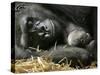 Western Lowland Gorilla, Cradles Her 3-Day Old Baby at the Franklin Park Zoo in Boston-null-Stretched Canvas