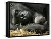 Western Lowland Gorilla, Cradles Her 3-Day Old Baby at the Franklin Park Zoo in Boston-null-Framed Stretched Canvas