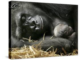 Western Lowland Gorilla, Cradles Her 3-Day Old Baby at the Franklin Park Zoo in Boston-null-Stretched Canvas