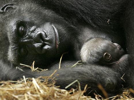 https://imgc.allpostersimages.com/img/posters/western-lowland-gorilla-cradles-her-3-day-old-baby-at-the-franklin-park-zoo-in-boston_u-L-Q10OSTG0.jpg?artHeight=350&artPerspective=n&artWidth=550&background=fbfbfb