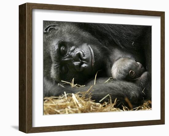 Western Lowland Gorilla, Cradles Her 3-Day Old Baby at the Franklin Park Zoo in Boston-null-Framed Photographic Print