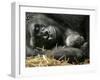 Western Lowland Gorilla, Cradles Her 3-Day Old Baby at the Franklin Park Zoo in Boston-null-Framed Photographic Print