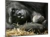 Western Lowland Gorilla, Cradles Her 3-Day Old Baby at the Franklin Park Zoo in Boston-null-Mounted Photographic Print