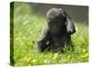 Western Lowland Gorilla Female Baby Scratching Head. Captive, France-Eric Baccega-Stretched Canvas