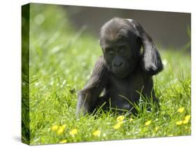 Western Lowland Gorilla Female Baby Scratching Head. Captive, France-Eric Baccega-Stretched Canvas