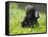 Western Lowland Gorilla Female Baby Scratching Head. Captive, France-Eric Baccega-Framed Stretched Canvas