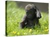 Western Lowland Gorilla Female Baby Scratching Head. Captive, France-Eric Baccega-Stretched Canvas