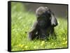 Western Lowland Gorilla Female Baby Scratching Head. Captive, France-Eric Baccega-Framed Stretched Canvas