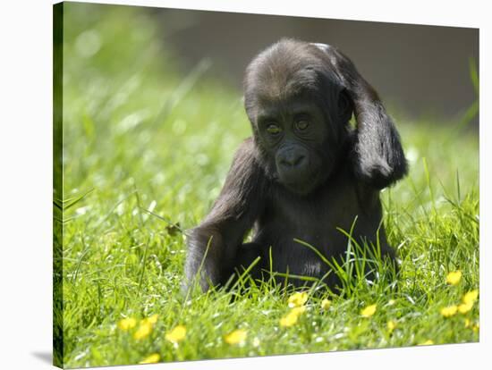 Western Lowland Gorilla Female Baby Scratching Head. Captive, France-Eric Baccega-Stretched Canvas