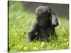 Western Lowland Gorilla Female Baby Scratching Head. Captive, France-Eric Baccega-Stretched Canvas