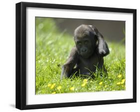 Western Lowland Gorilla Female Baby Scratching Head. Captive, France-Eric Baccega-Framed Premium Photographic Print
