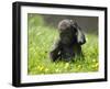 Western Lowland Gorilla Female Baby Scratching Head. Captive, France-Eric Baccega-Framed Premium Photographic Print