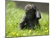 Western Lowland Gorilla Female Baby Scratching Head. Captive, France-Eric Baccega-Mounted Premium Photographic Print