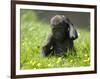 Western Lowland Gorilla Female Baby Scratching Head. Captive, France-Eric Baccega-Framed Premium Photographic Print