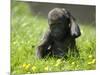 Western Lowland Gorilla Female Baby Scratching Head. Captive, France-Eric Baccega-Mounted Premium Photographic Print