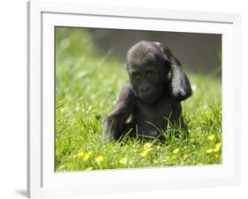 Western Lowland Gorilla Female Baby Scratching Head. Captive, France-Eric Baccega-Framed Photographic Print