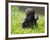 Western Lowland Gorilla Female Baby Scratching Head. Captive, France-Eric Baccega-Framed Photographic Print