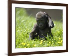 Western Lowland Gorilla Female Baby Scratching Head. Captive, France-Eric Baccega-Framed Photographic Print