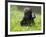 Western Lowland Gorilla Female Baby Scratching Head. Captive, France-Eric Baccega-Framed Photographic Print