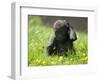 Western Lowland Gorilla Female Baby Scratching Head. Captive, France-Eric Baccega-Framed Photographic Print