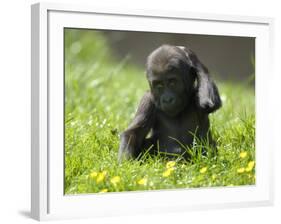 Western Lowland Gorilla Female Baby Scratching Head. Captive, France-Eric Baccega-Framed Photographic Print