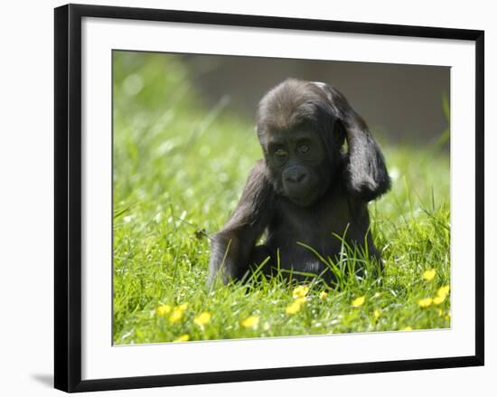 Western Lowland Gorilla Female Baby Scratching Head. Captive, France-Eric Baccega-Framed Photographic Print