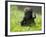 Western Lowland Gorilla Female Baby Scratching Head. Captive, France-Eric Baccega-Framed Photographic Print