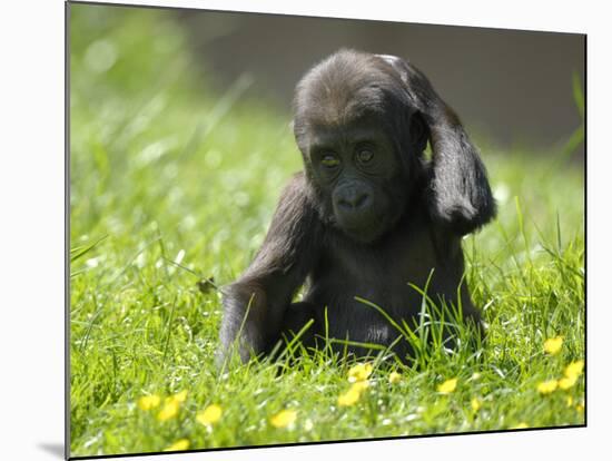 Western Lowland Gorilla Female Baby Scratching Head. Captive, France-Eric Baccega-Mounted Photographic Print