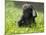 Western Lowland Gorilla Female Baby Scratching Head. Captive, France-Eric Baccega-Mounted Photographic Print