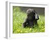 Western Lowland Gorilla Female Baby Scratching Head. Captive, France-Eric Baccega-Framed Photographic Print