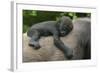 Western Lowland Gorilla (Gorilla Gorilla Gorilla) Baby Age 45 Days-Edwin Giesbers-Framed Photographic Print