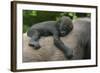 Western Lowland Gorilla (Gorilla Gorilla Gorilla) Baby Age 45 Days-Edwin Giesbers-Framed Photographic Print