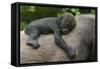 Western Lowland Gorilla (Gorilla Gorilla Gorilla) Baby Age 45 Days-Edwin Giesbers-Framed Stretched Canvas