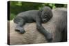 Western Lowland Gorilla (Gorilla Gorilla Gorilla) Baby Age 45 Days-Edwin Giesbers-Stretched Canvas